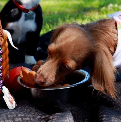 SWERVE DOG TREATS